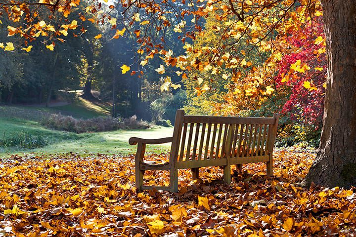 a park bench on a leaf covered lawn